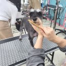 세종애견미용 이미지