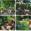 오탄농장 이미지