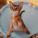 캐터리 페르마타 이미지