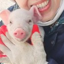 돼지머리 꽃병이 되다 이미지