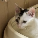 푸른별안과동물병원 이미지