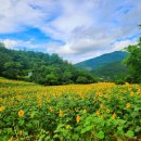 해바라기 - 연천군 왕산로20번길 32 | 해바라기