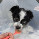 용문조아동물병원 이미지