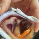 본모텔 | 태어나 처음먹어본 왕우럭 조개회 맛집 해물빼떼기