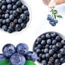 블루베리 효능 3가지 부작용 섭취량 칼로리 농약 이미지
