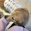 제주바개트 이미지