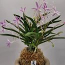 홍백농장 이미지