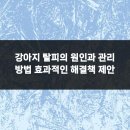 미앤유펫 강아지 고양이 원주점 | 강아지 탈피의 원인과 관리 방법 효과적인 해결책 제안