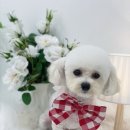 단비네 애견미용 이미지