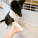 프리블레스