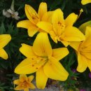 대림역중앙행정사 이미지