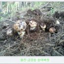 흥국농장 이미지