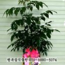 한일꽃식물원 이미지