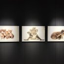 내셔널지오그래픽 사진전 멸종위기동물 MUSEUM209 서울 전시 추천 후기