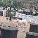 펫 어디가시개 | 현이 근황 모음집.zip (가위컷미용/코코앤몽/함께할개/분작/서오릉/은평한옥마을/진관사계곡/우프우프...