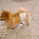 댕댕특별시 이미지