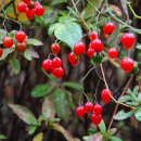 청량산 임도2 이미지