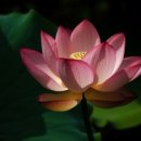 삼매집