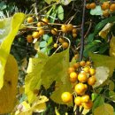 【댕댕이덩굴〔Cocculus trilobus DC.〕】 &#34;목방기&#34; 이미지