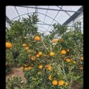 푸른농장2 이미지