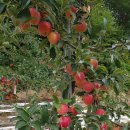 태송농원 이미지