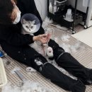 [미용 후기]예민해 보이는 레이와의 교감미용 일기 (강서구고양이미용,강서구 고양이미용실)