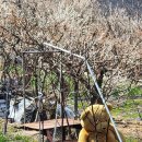 성림목장 이미지