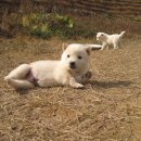 똥개언니 Daum카페