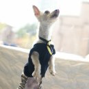 다솜켄넬 이미지