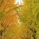 은행1리 이미지