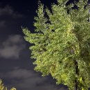 아우라 | [천호/강동구청] 천호속눈썹펌 &#39;아우라래쉬&#39; 대만족후기