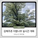 [김해 가볼만한곳] 주촌 '천곡리 이팝나무' 만개 상황