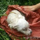 개 좋은 세상 이미지