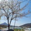 로드헌터 | 헌터350 모토피싱 후기 | 벚꽃라이딩 + 봄 배스 손맛까지! (2025년 3월 26일)