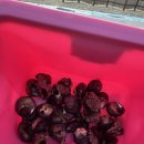 다대포해수욕장-해변가 | 다대포 해수욕장 자갈마당 바다수영 후기(오픈워터)