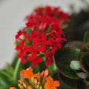 칼랑코에(Kalanchoe) 이미지