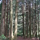 피톤치드 이미지