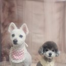 안나 펫 살롱 이미지