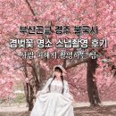동화 속 클레이 세상 | 부산근교 경주 겹벚꽃 명소 불국사 사람 피해서 동화속 유럽풍 스냅촬영 후기