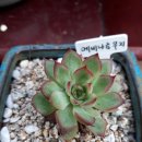 태사랑