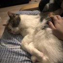 스펙트라베이비맘 이미지