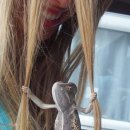 카멜레온 이미지