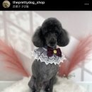 오늘도, 이쁘개 이미지