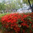 우만솔밭 이미지