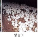 원균농장 Daum카페