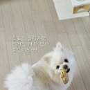 까까댕댕 네이버블로그