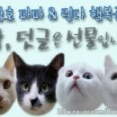 개냥아치 이미지