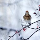 바보처럼 울었다/진송남 이미지