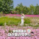 금덕무환자나무및팽나무군락 | 창원 6월 나들이 추천 대산플라워랜드 꽃핫플 실시간 개화현황