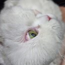 고양이랑놀자 이미지